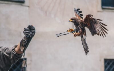 Accueil 9 La fauconnerie médiévale